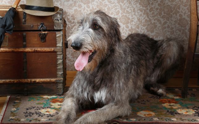 Irish Wolfhound Photo